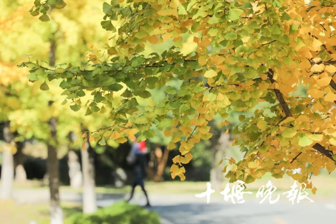 十堰银杏风景区在哪里,十堰银杏景点