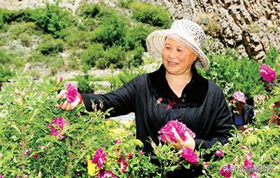 雪山玫瑰香——记四川小金县达维镇冒水村*党**支部书记陈望慧