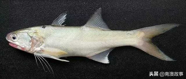 深圳南澳都有哪些海鱼,南澳海常见的海鱼