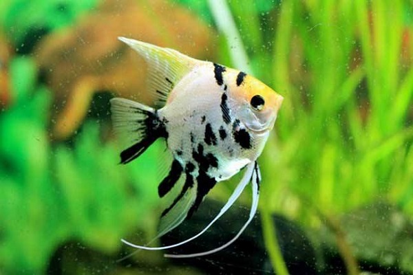 混养龙鱼有哪些,可以和龙鱼混养的有哪些鱼