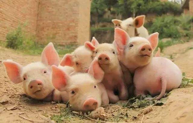 母猪乳房肿块,临产母猪乳房有肿块什么原因