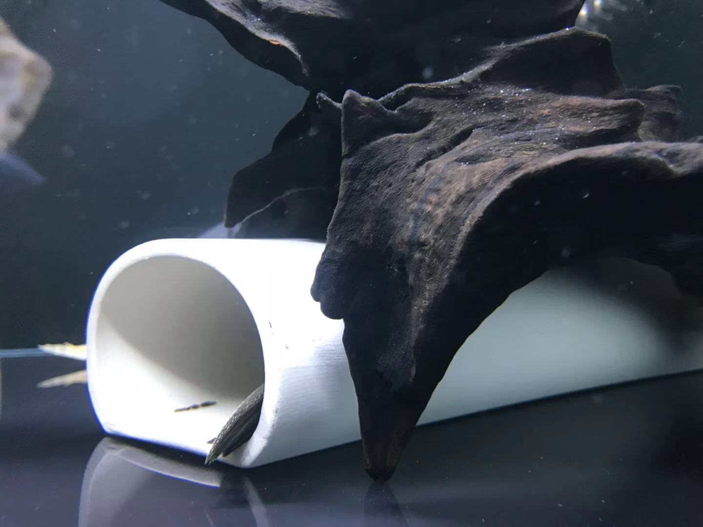 阴阳直升机全红,阴阳直升机图片