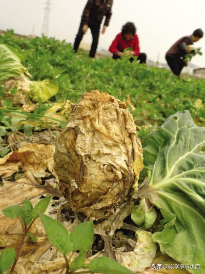 海南季节性蔬菜,海南一年四季蔬菜有哪些