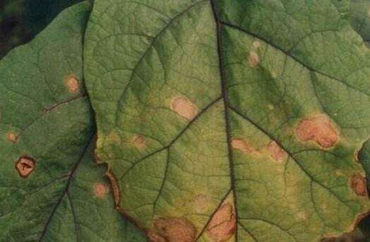 茄子的褐纹病怎么治,茄子褐纹病