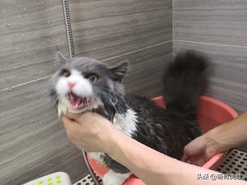 铲屎官给小奶猫洗澡一动不动,猫被铲屎官越养越瘦