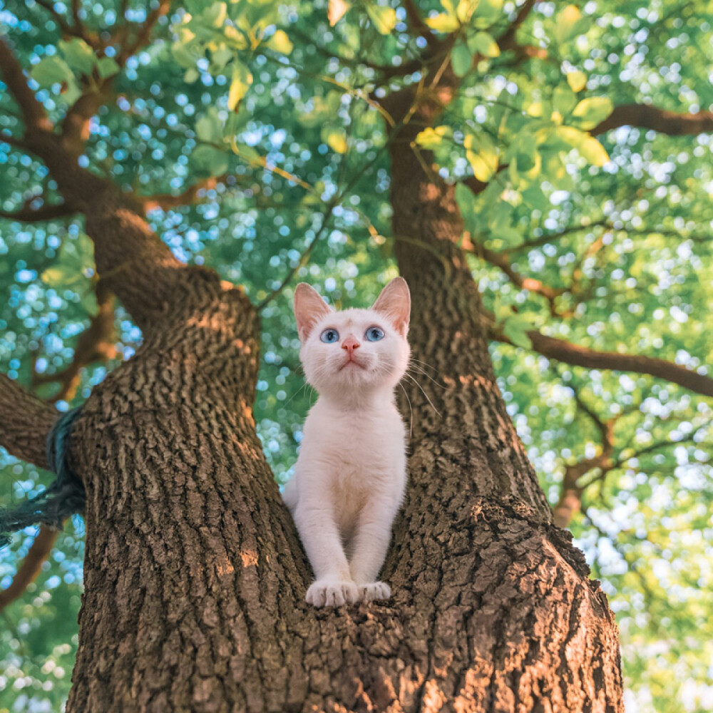 中华田园橘白猫脾气好吗,中华田园白猫配什么猫