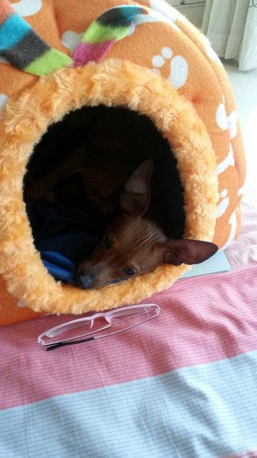 伸舌头的小鹿犬,爱洗澡的小鹿犬