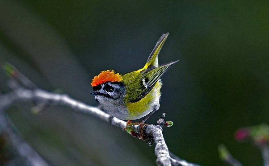 广东常见鸟类图谱和名称图文,东江揽胜鸟类