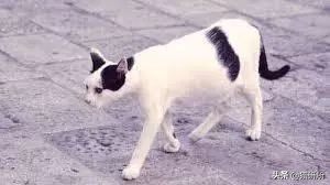 流浪小奶猫被带走猫妈妈会伤心吗,小奶猫会因为什么原因死亡