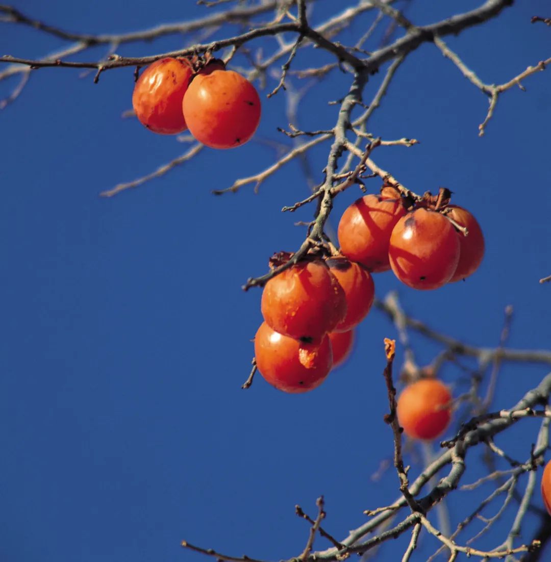 还没想好国庆去哪?自驾2.5小时,在秋日里泡温泉吃美食