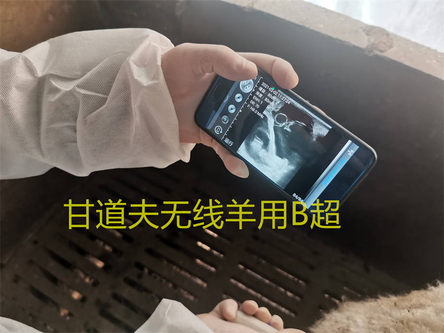 兽用b超机怎么测试猪怀孕,兽用b超机如何看母猪怀孕