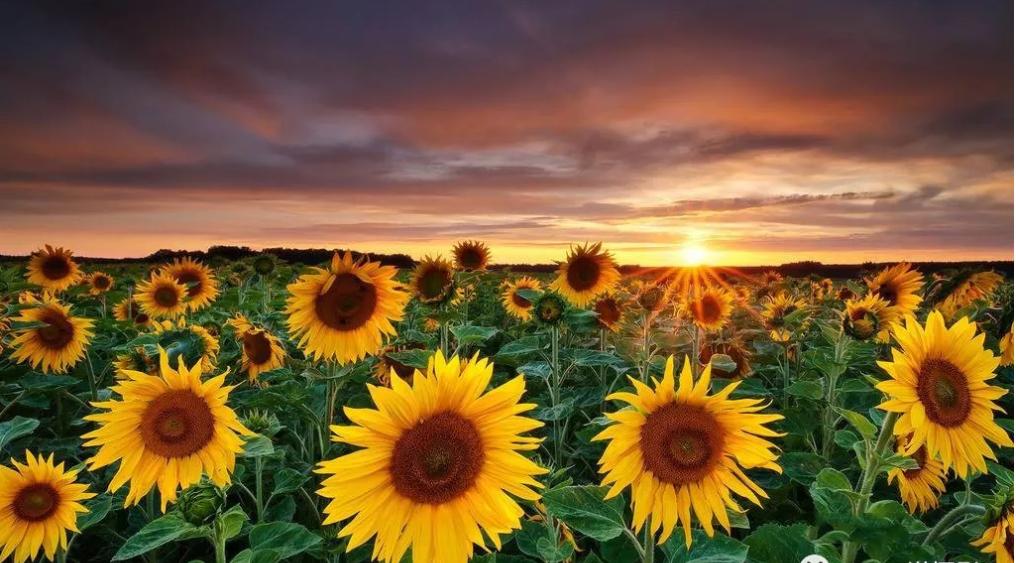 华为手机摄影专业模式拍摄技巧,拍摄入门教程从零开始学摄影