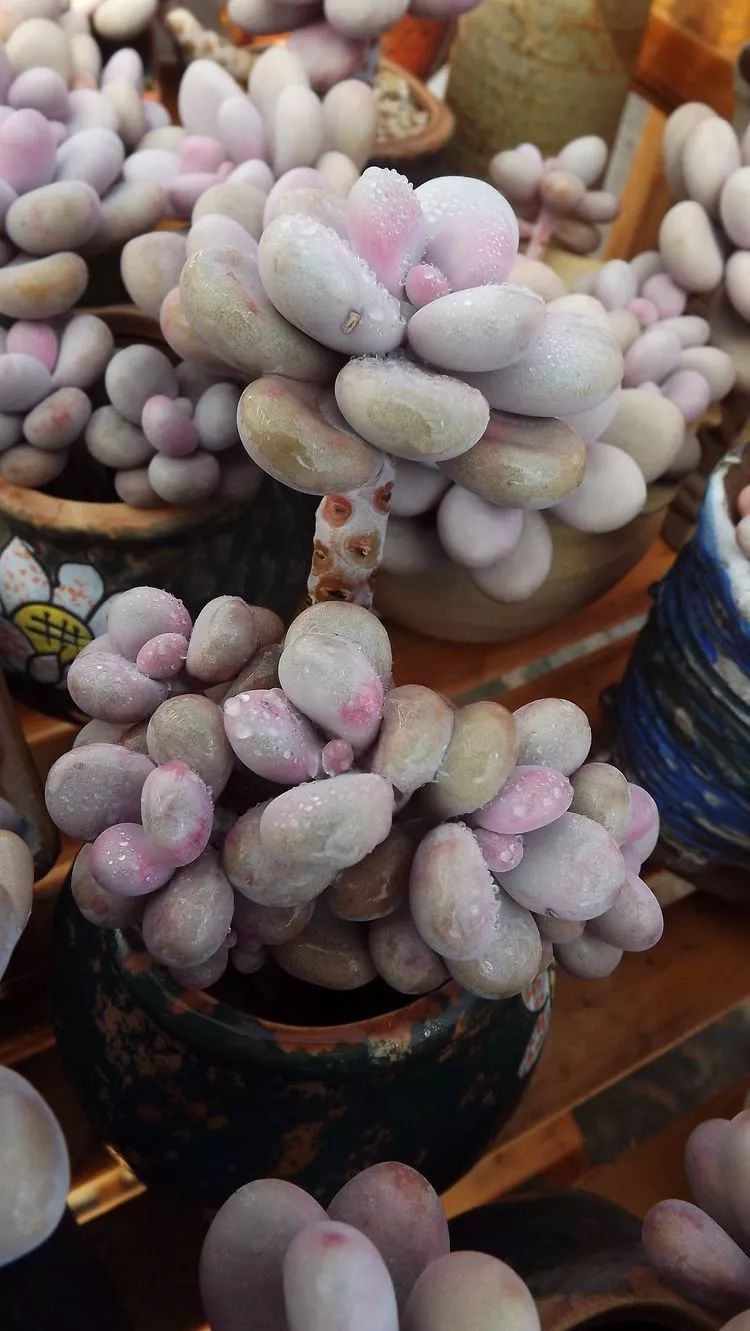 爱机车,爱多肉,宝妈花姐的诗和远方