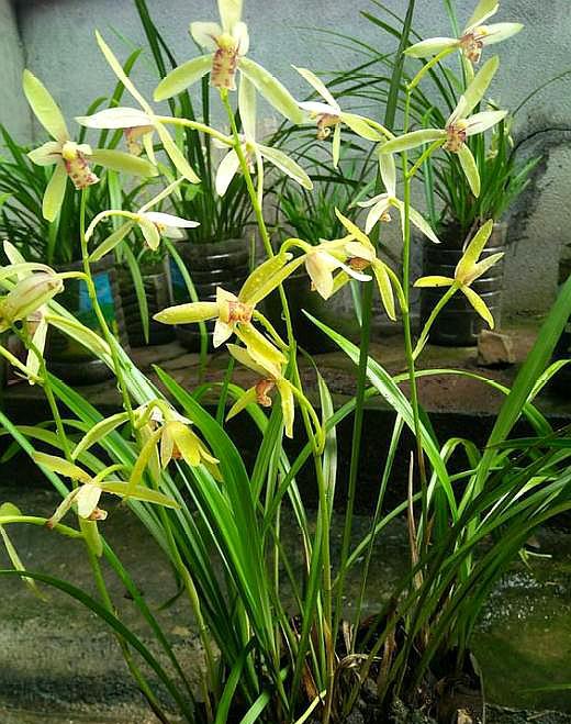 兰花发新芽怎么养护,兰花出芽怎么养护和管理