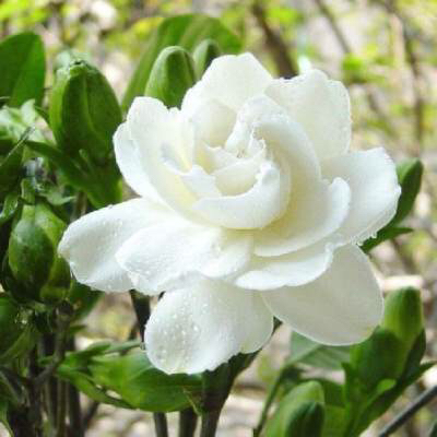 养栀子花的方法和注意事项有哪些,栀子花怎么养开花多不黄叶