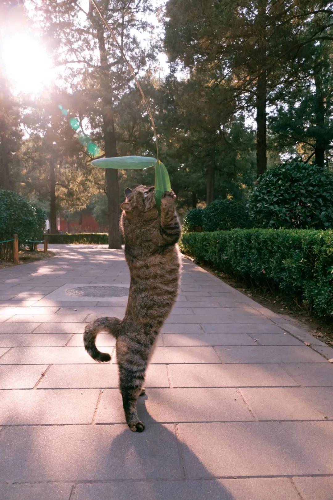 用绳栓猫头抛猫拽猫!还称自己爱猫?求求你做个人吧!