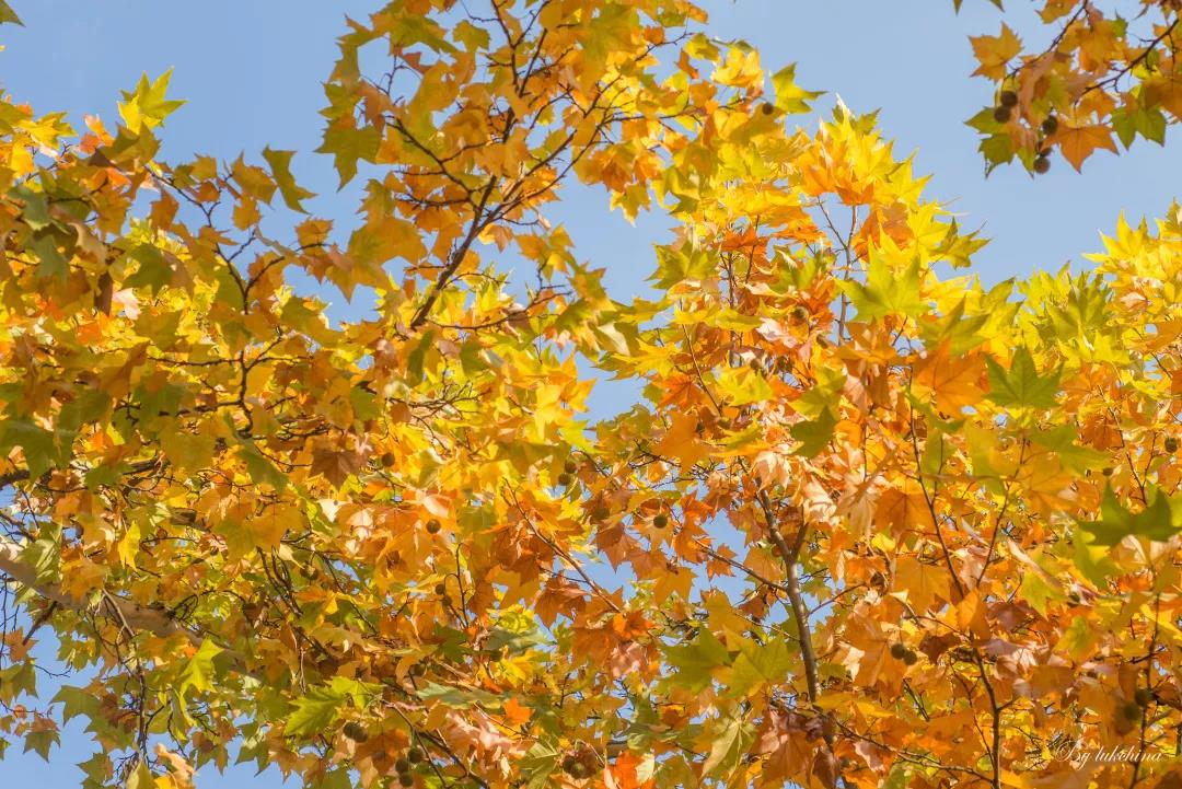 坐拥16个食堂、豪华宿舍和校内鸟巢!中南大学才是真正的超高颜值!