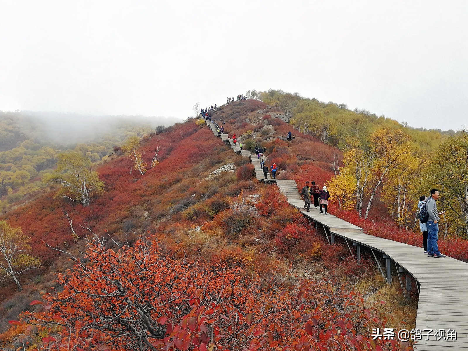 深秋兴安落叶松,深秋落叶的层林尽染美景图片