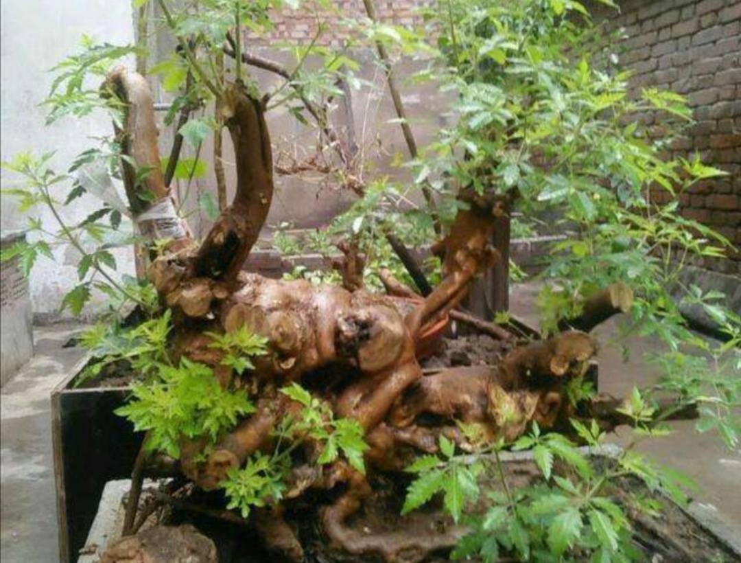 黄荆树桩盆景用什么泥土种植合适,黄荆盆景什么样的好一些