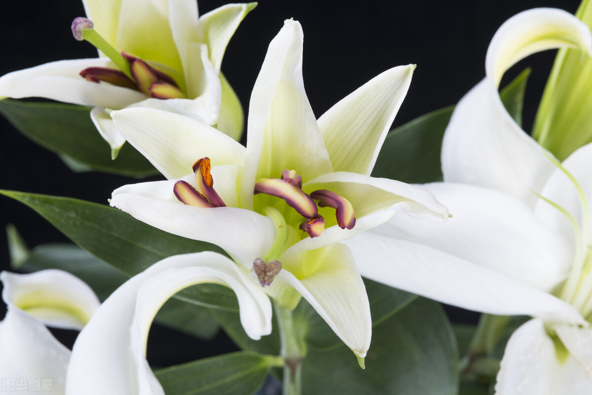 家中常养这八种绿植,家里养什么花可以家庭和睦