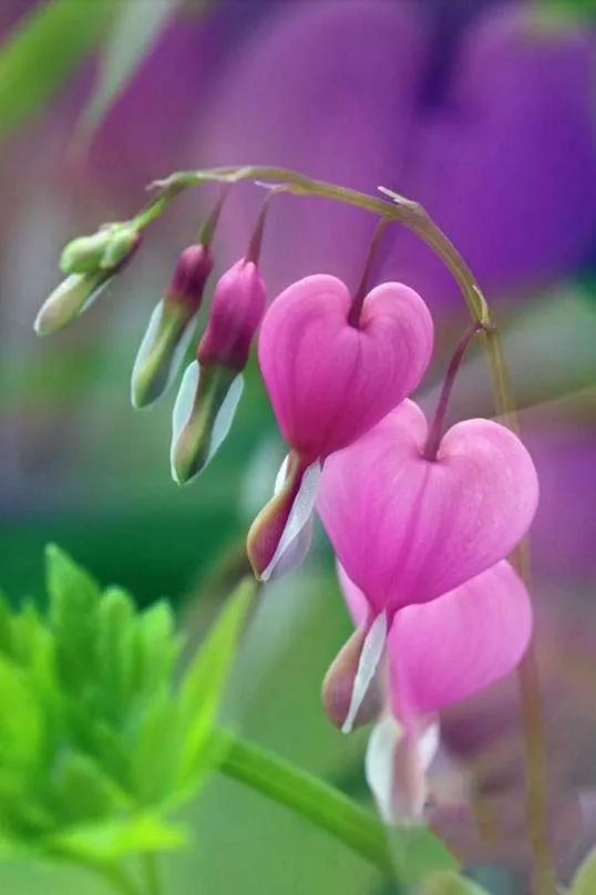 藏头藏尾诗100首,藏头藏尾的诗