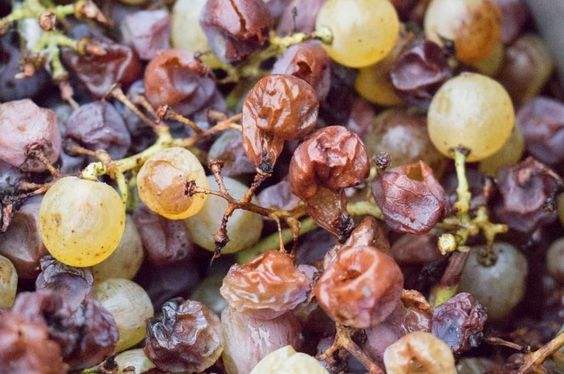 自己酿葡萄酒好多年了现在值钱吗,什么葡萄酿造的酒更值钱