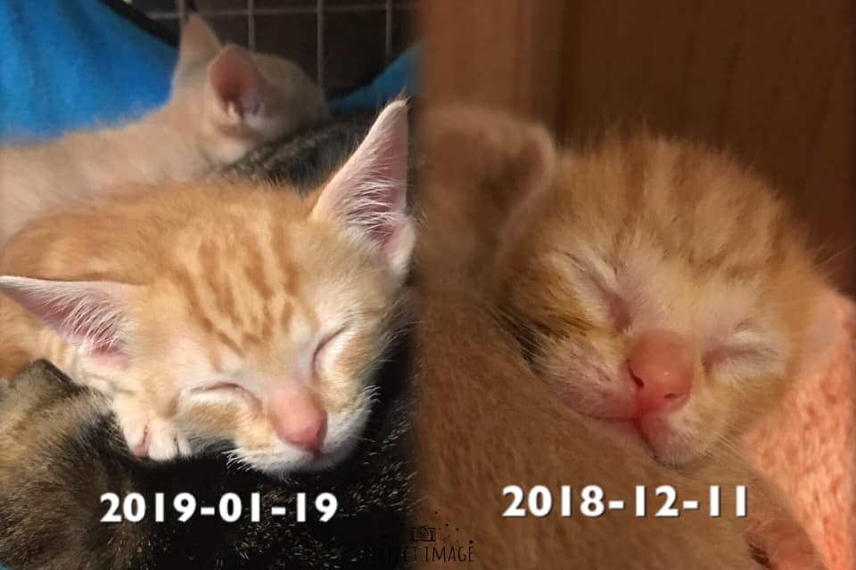 公司老板捡到了小流浪猫,员工捡到小狗养在公司里