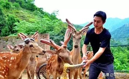 汉中梅花鹿养殖基地,陕西养殖梅花鹿的地方