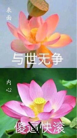 成语表情包,成语表情包动态图片