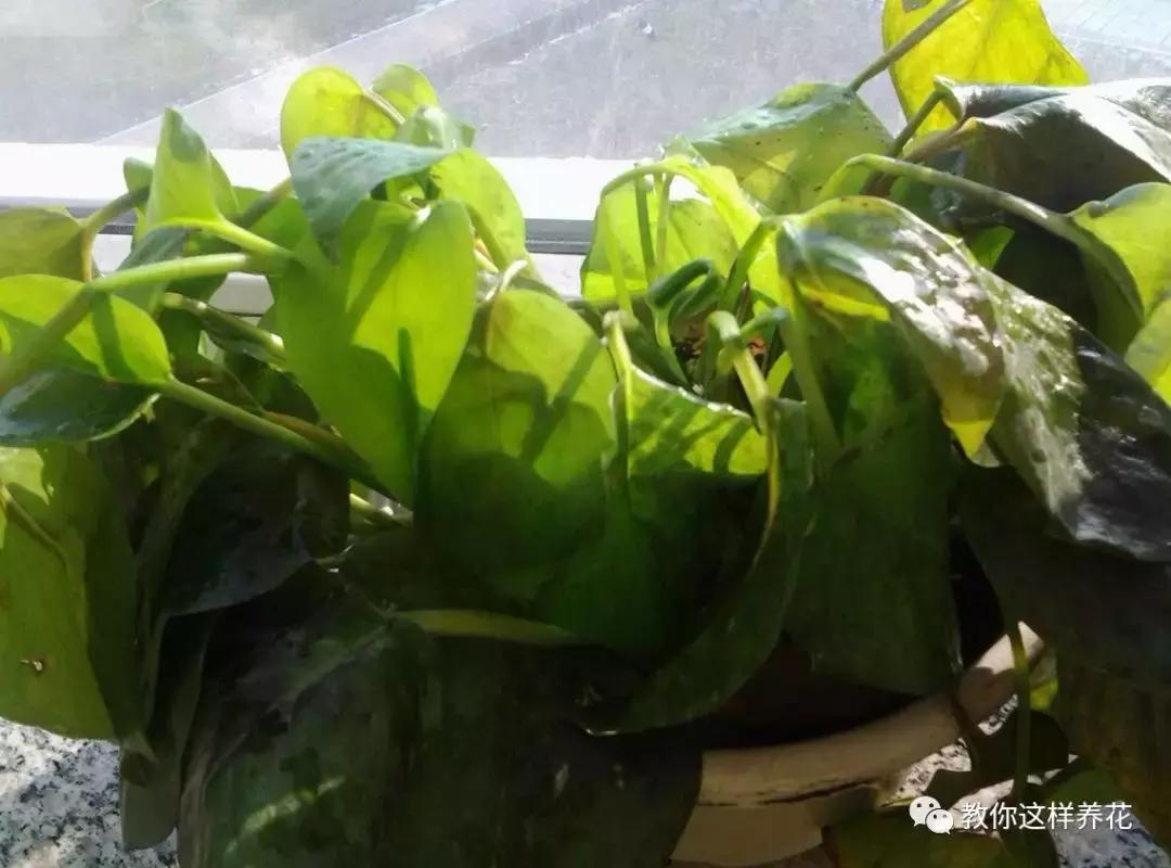 绿萝叶子冻伤掉完了就剩藤条了,绿萝叶子冻伤能修剪重新发芽吗