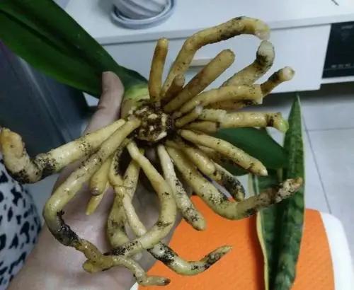 君子兰根系太长了能否修剪,君子兰换盆时根系的修剪