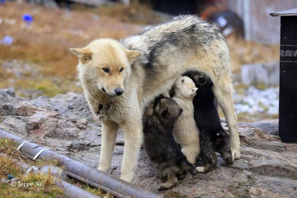 格陵兰的东海岸居然那么绚丽多彩,难怪特朗普想要买下来