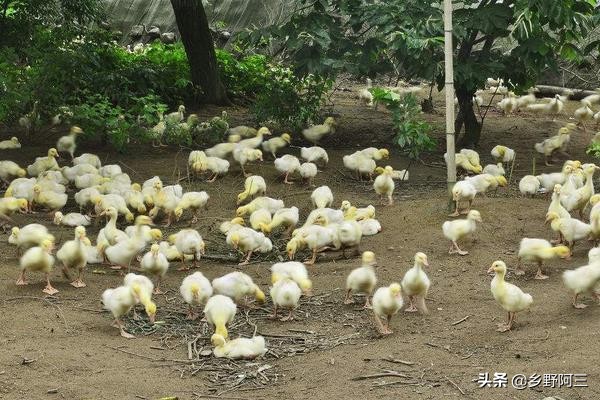 养鹅成了不少投资者看中的项目,养鹅的成本与利润,可以了解一下