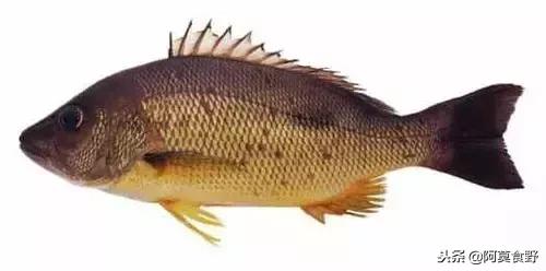 便宜常见海鲜鱼有哪些,各种名贵鱼的种类