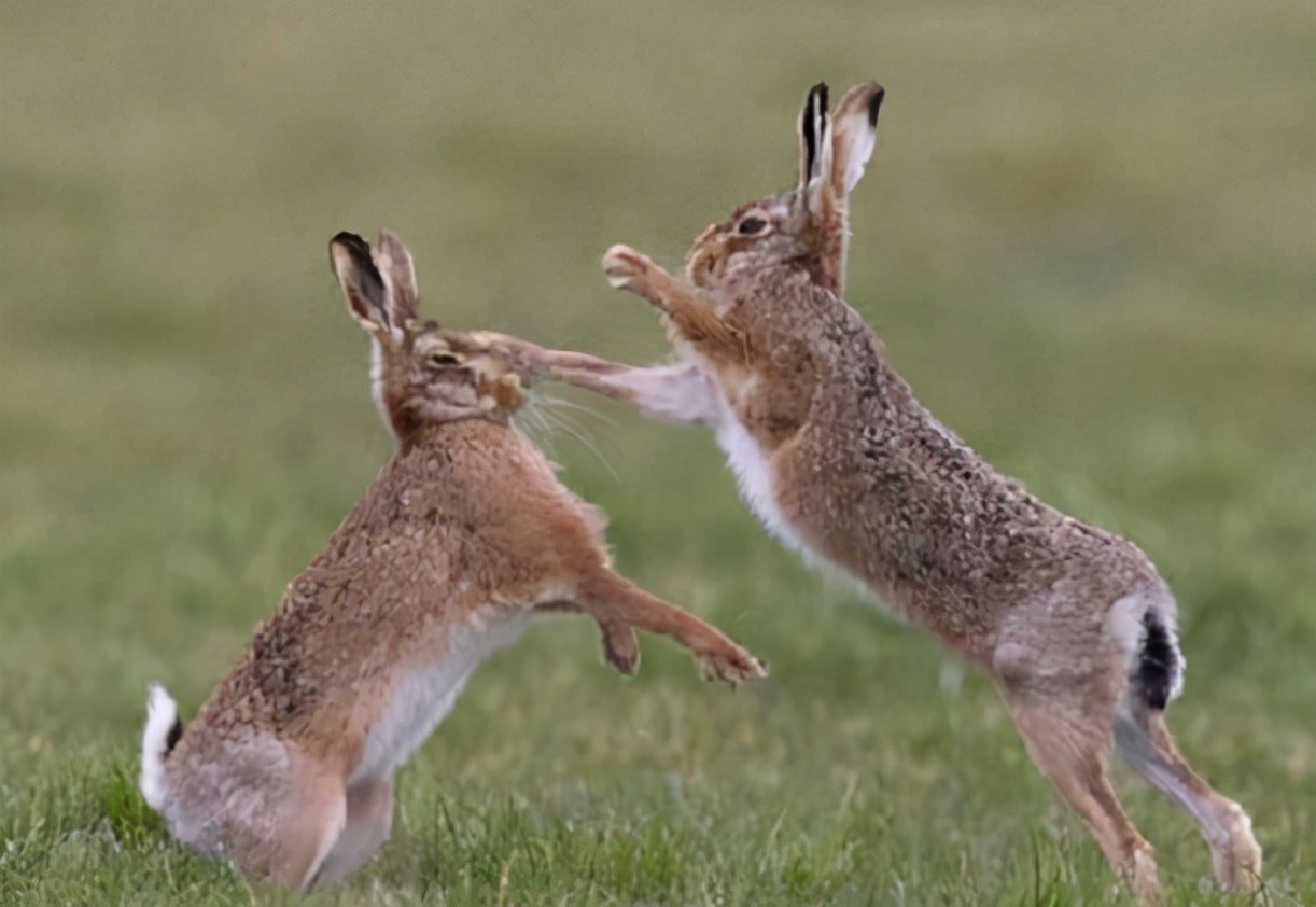 澳大利亚的野兔为什么会泛滥成灾,澳洲人怎么吃野兔的