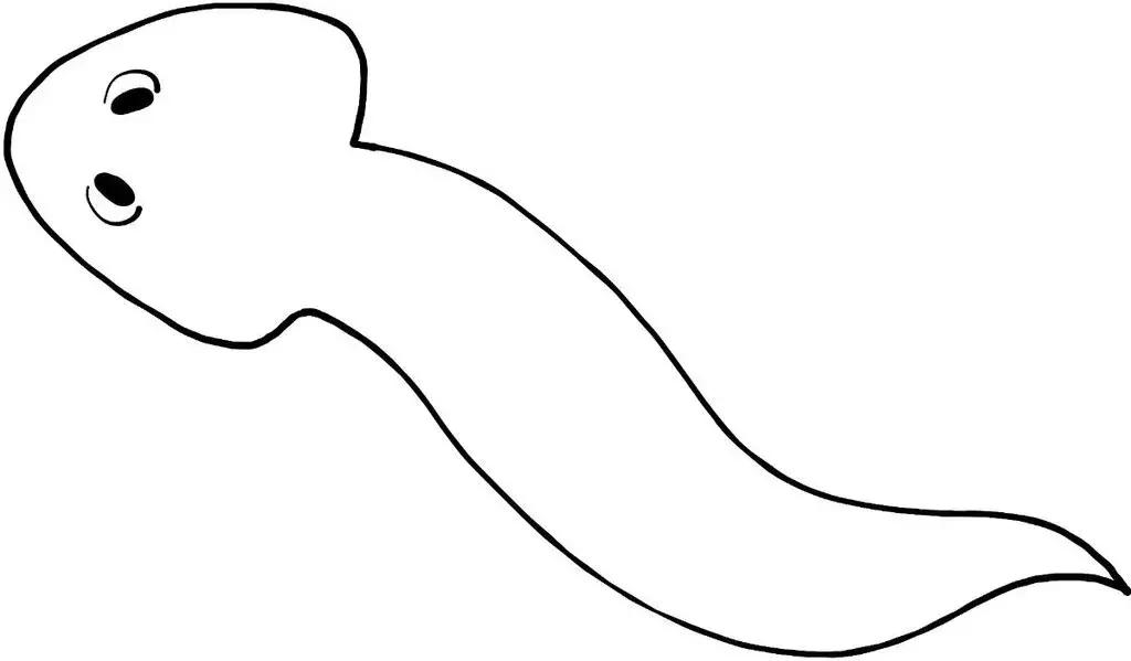 马斯克说预言15年后的地球,马斯克说可以让人永生的技术