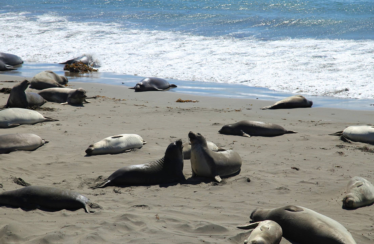 “山海通吃”的海滨之狼,却也时常为食物发愁