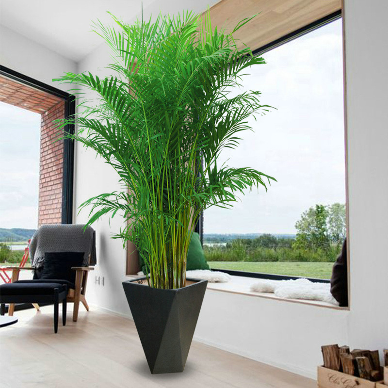 越养越吉利的三种花有哪些,玫瑰花老桩用大盆还是小盆栽培