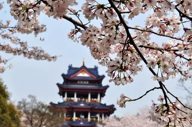 几月赏樱花最好,最美赏樱攻略大全