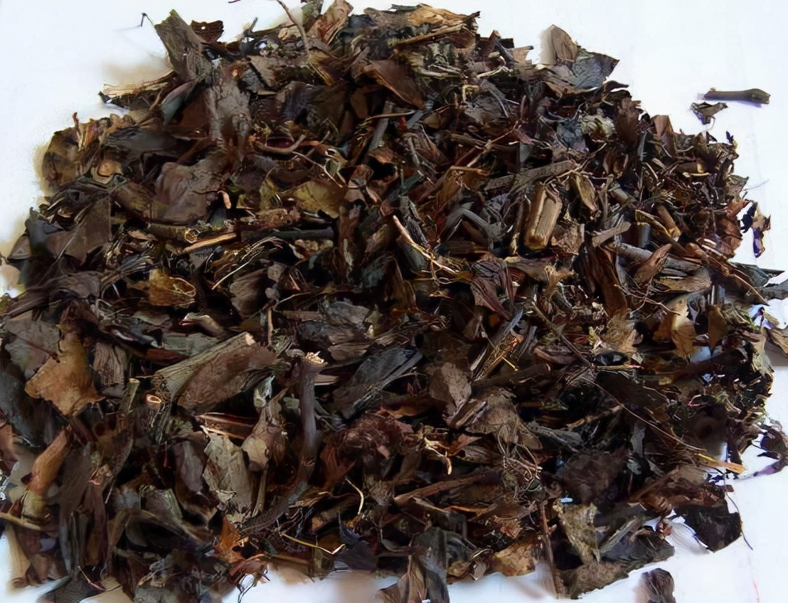 林中一种“满山香”,风一吹满山香气,是“草珊瑚含片”重要原料