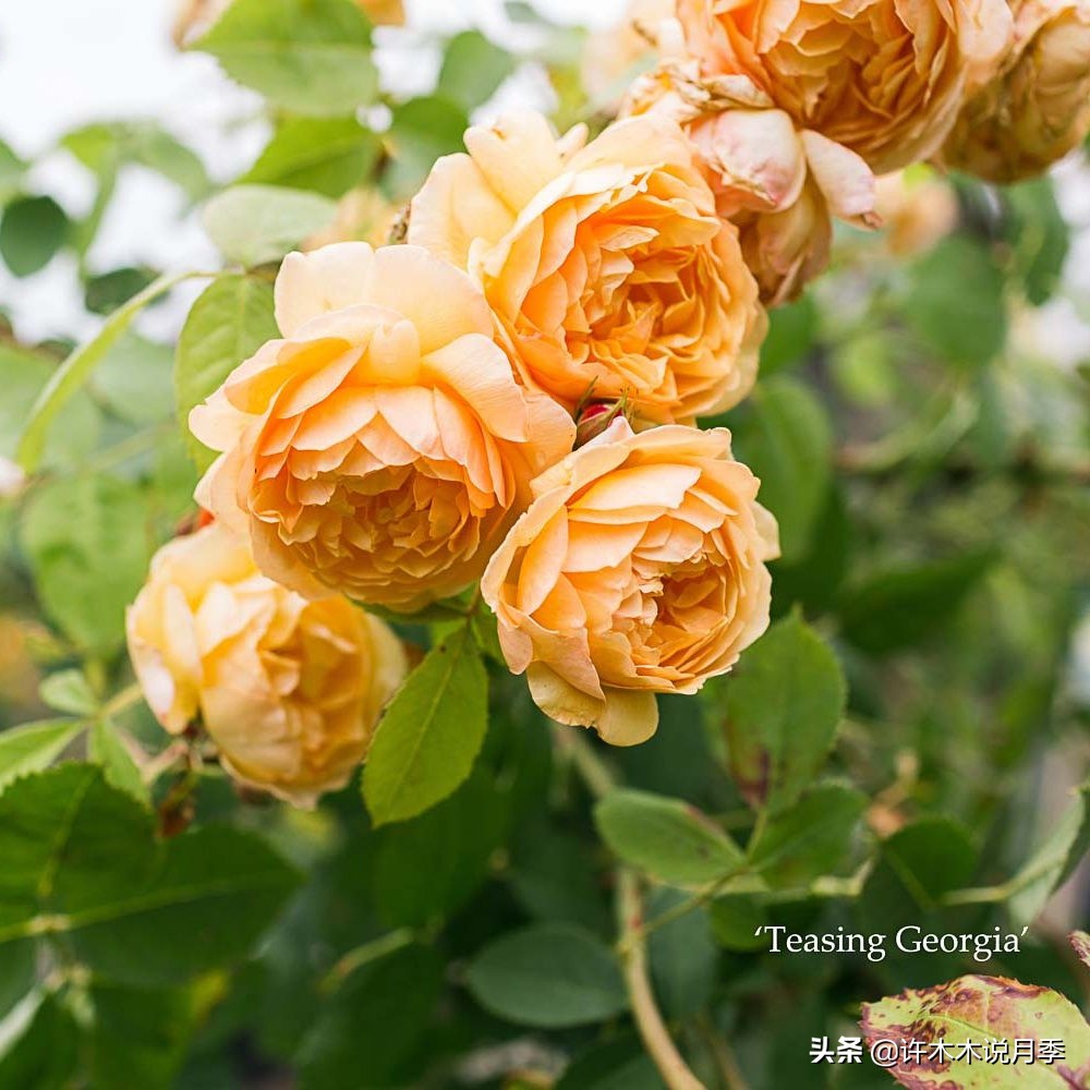 阳光不充足养什么绿植,阳光不足的阳台养什么花