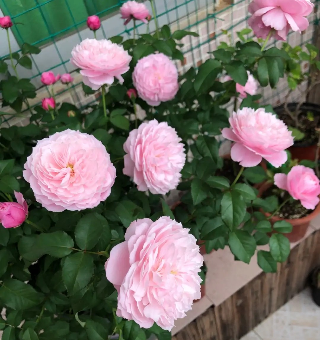 100种月季经典品种,100种经典月季品种