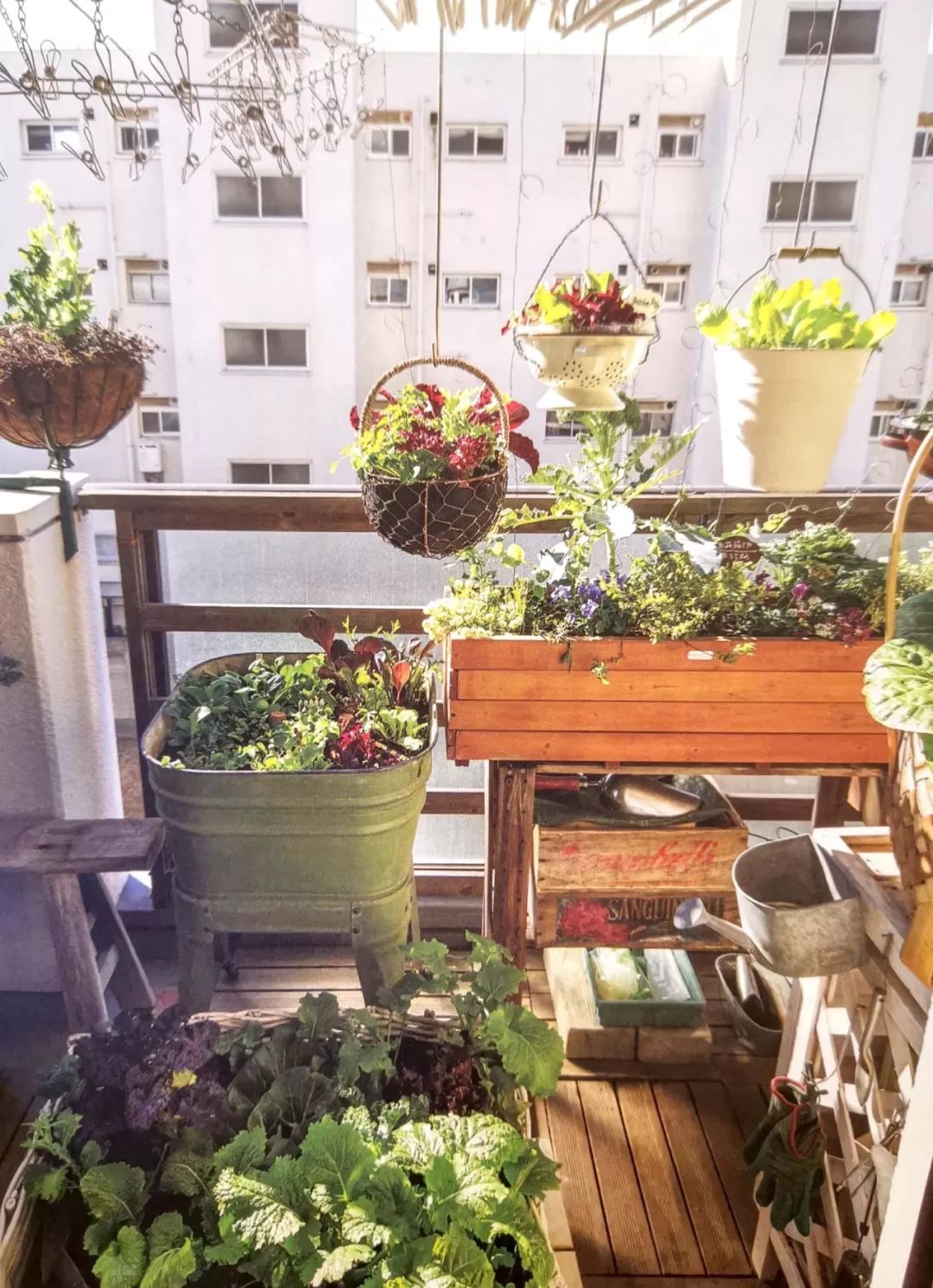 新手小阳台种菜哪些好种,新手阳台种菜怎么种得快