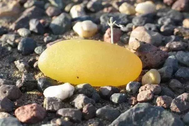 戈壁玉与戈壁石的区分,戈壁玉和戈壁石的区别