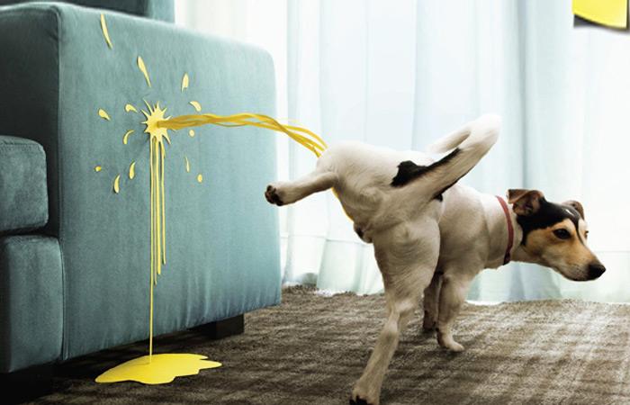 狗狗到家老吐怎么办,狗狗上厕所解决方法