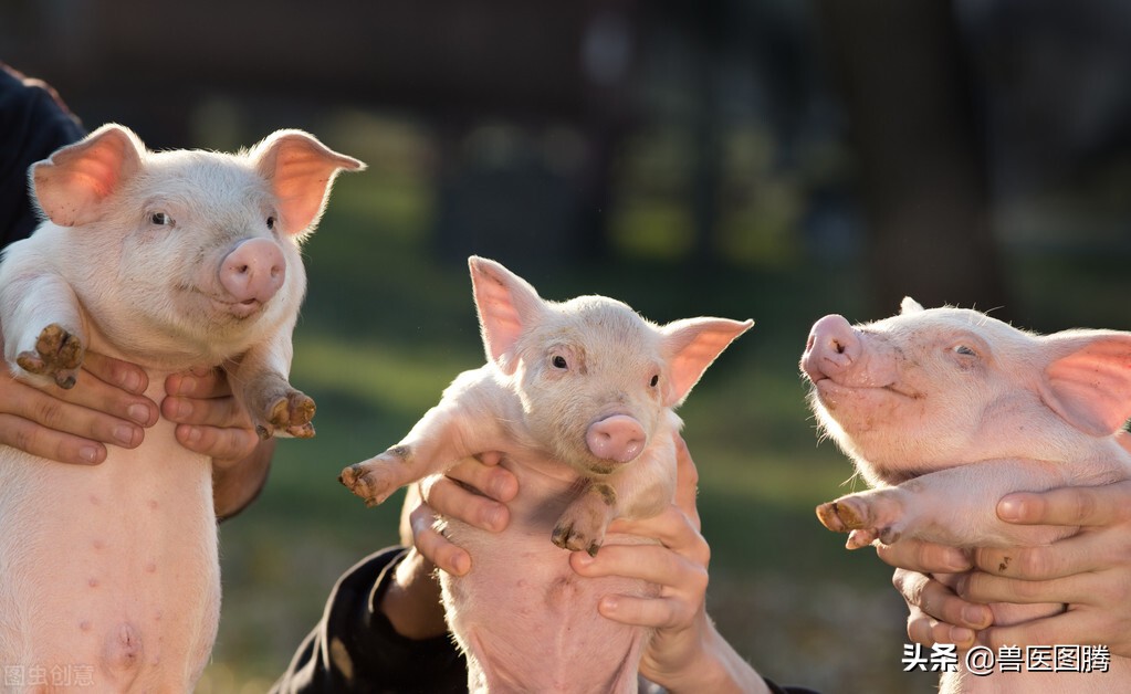 还在为小猪腹泻发愁吗，老兽医教你一招，助你轻松搞定各种拉稀