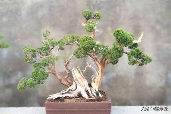 松柏盆景叶子黄了怎么办,松树盆景的松针发黄
