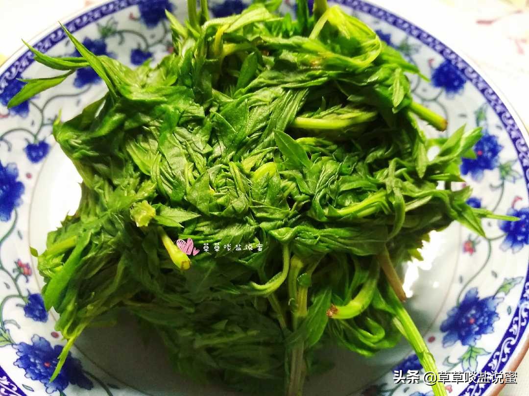 野外的艾草怎样处理才能有药效,新鲜艾草怎么保存