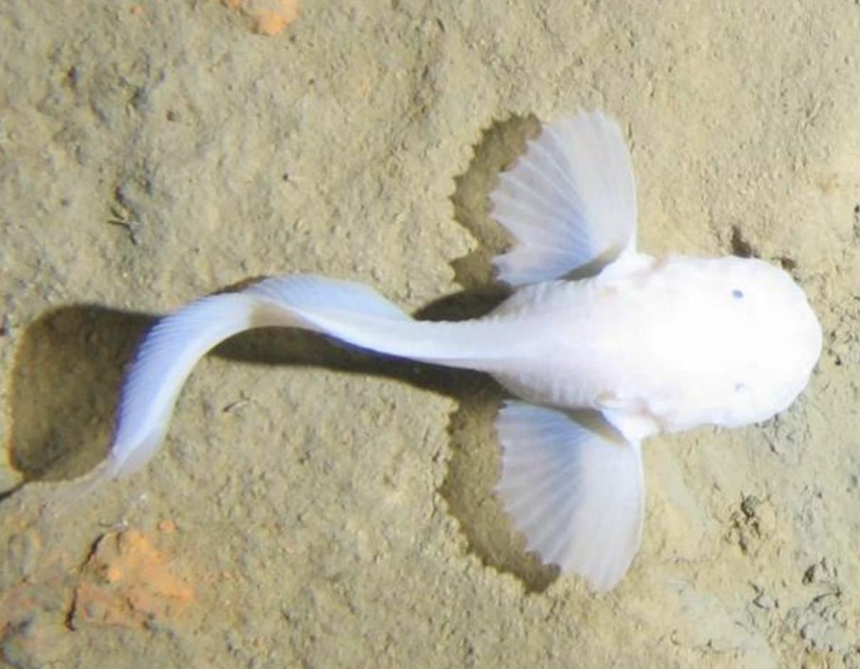 水下世界深海恐惧症,深海恐惧症水下若隐若现