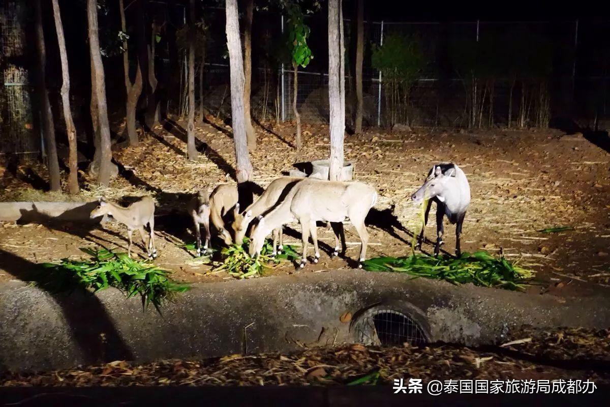 暑假去泰国旅游攻略,暑假去泰国玩好吗